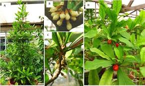 Image result for Synsepalum
