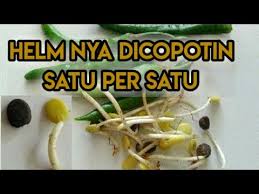 Kamu juga bisa tambahkan tahu pada santap lodeh tempe selagi hangat. Lombok Ijo Ale Sayuran Khas Jawa Timur Youtube