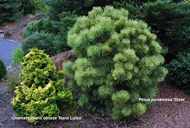 Image result for Cryptolepis obtusa