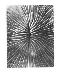 Structures Of Nature International Arts Artists