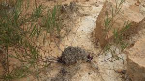 Image result for Lepidagathis lanatoglabra