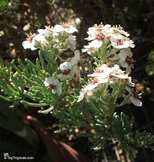 Image result for Eriocephalus racemosus