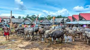 Maybe you would like to learn more about one of these? Learn About Buffaloes Prices Review Of Rantepao Livestock Market Rantepao Indonesia Tripadvisor