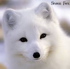 The Snow Fox Also Known As Arctic Fox Polar Fox Or White Fox Lives In The Arctic Regions Of The Northern Hemisp Arctic Animals Cute Animals Baby Arctic Fox