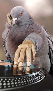 Birds With Human Arms Video Birds With Arms Birds Funny Animal Pictures Funny Animal Videos