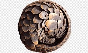 Pangolin tour operator and safaris. Chinesisch Ameisenbar Gurteltier Waage Philippinischer Pangolin Chinesischer Pangolin Sunda Pangolin Rustung Tier Ameisenbar Gurteltier Png Pngwing