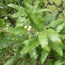 Image result for Ozoroa paniculosa