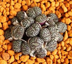 Image result for Biophytum crassipes