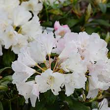 Rhododendron is a genus of evergreen and deciduous shrubs, which includes azaleas. Yaku Princess Rhododendron Rhododendron Yakushimanum Yaku Princess In Columbus Dublin Delaware Grove City Gahanna Bexley Ohio Oh At Oakland Nurseries Inc