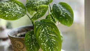 Sebagai tanaman hias, sansevieria atau yang biasa disebut lidah mertua sangat mudah dirawat, tidak butuh banyak lahan, dan berfungsi sebagai penyerap polutan. 5 Tanaman Hias Yang Bisa Menyerap Racun Di Rumah Apa Saja Ya Bunda