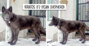 Check spelling or type a new query. What Is Lycan Shepherd Guide From Lycan Shepherd Breeder