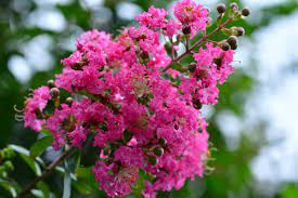 Le sempreverdi cinesi sono bellissime piante d'appartamento, dotate di un fogliame molto decorativo. Lagerstroemia Graziosi Arbusti Dai Bellissimi Fiori Faidateingiardino Com