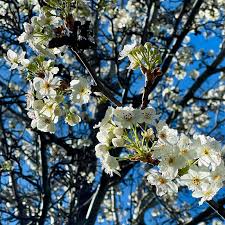 Image result for Pyrus