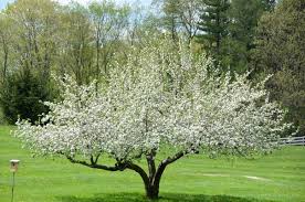 Maybe you would like to learn more about one of these? Science Helps To Produce A Better Apple 27 East