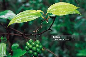 Image result for Smilacaceae