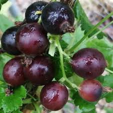 Image result for jostaberry