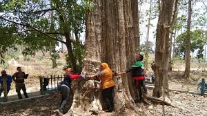 Jati Denok Di Hutan Blora Pohon Jati Terbesar Di Dunia Regional Liputan6 Com
