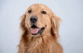 Image result for golden retriever