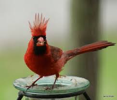 Bird Hit Window Still Alive Meaning I Love Cardinals They Have Special Meaning In My Life This One Is A Real Card Haha Cardinal Birds Birds Beautiful Birds