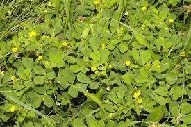 Image result for Medicago polymorpha