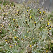 Image result for Senecio consanguineus