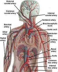 Lorenzo crumbie mbbs, bsc • reviewer: Image Result For Vessel Flat Board Labeled Anatomy Models Labeled Human Heart Anatomy Human Anatomy And Physiology