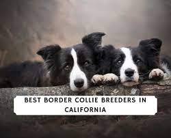 7 Best Border Collie Breeders In California 2021 We Love Doodles