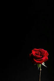 Red Dark Red Roses Wallpaper Rose Wallpaper Flower Wallpaper This image is provided only for personal use.