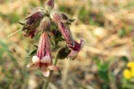 Image result for Scleria rehmannii