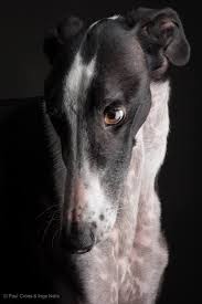 Black And White Hound Dog Galgo Photographer Paul Croes Amo Los Perros Animales Perros Perros