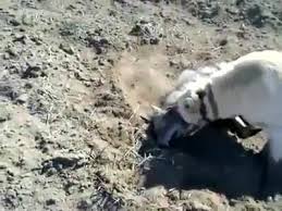 Kangal Kurt Bogusu Video Izle Indir Videoindirelim Com