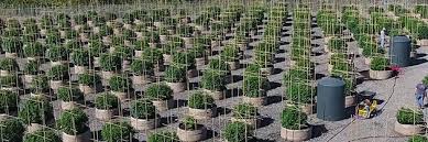 We did not find results for: Ways To Winterize Your Outdoor Fabric Pots Cannabis Fabric Pots