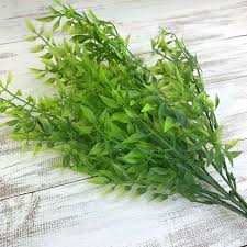 Image result for Smilax