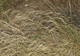 Image result for Aristida meridionalis