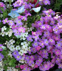 Image result for Malcolmia maritima