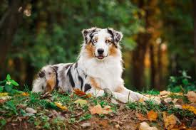 Australian Shepherd Service Dog: What You Need to Know