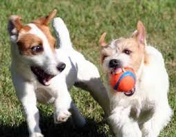 We did not find results for: Jack Russell Terrier Club Of America Jack Russell Terrier Jack Russell Terrier