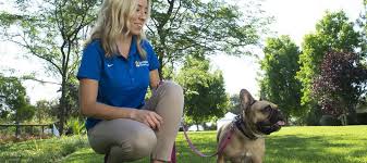 Note that you still have to add the cost of materials and equipment to these amounts. Things To Know About Training Your Dog On Invisble Fence