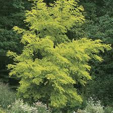 Image result for Robinia