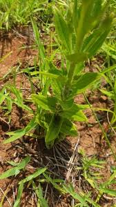 Image result for Alectra sessiliflora