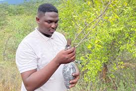 Image result for Brackenridgea zanguebarica