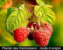 La taille permet d'améliorer la floraison, voici les conseils pour bien tailler ses hortensias. Planter Des Framboisiers Mode D Emploi