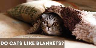 Do Cats Like Blankets Can We Cover Cats With Blankets