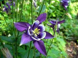 Pin On Shakespeare Flower Symbolism And Plant Lore