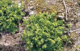 Image result for Alchemilla ellenbeckii