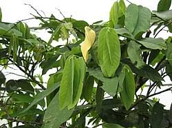 Image result for Monanthotaxis buchananii