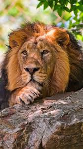 Here S 10 Wild Animals Wallpapers For The Iphone 6 Enjoy Wild Animal Wallpaper Animals Beautiful Wild Cats