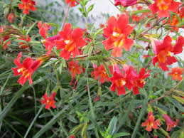 Image result for Mimulus gracilis