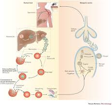 Illustration for medical and educational use. Sexual Development In Plasmodium Parasites Knowing When It S Time To Commit Nature Reviews Microbiology