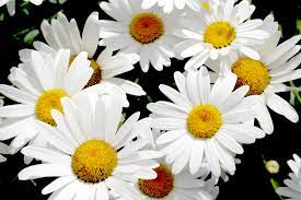 May flowers types of flowers amazing flowers white flowers rustic wedding flowers bridal flowers. Popular White Blooms Flower Press